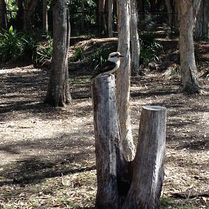 Wild Kookaburra at Wallaby Way
