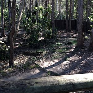 Dingo enclosure
