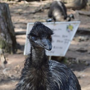 One eyed emu - Humbug Scrub
