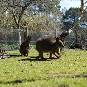 Swamp wallabies - Humbug Scrub