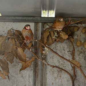 Finches - Humbug Scrub