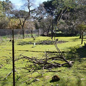 Swamp Wallaby Enclosure - Humbug Scrub