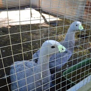 Cape Barren Geese - Humbug Scrub