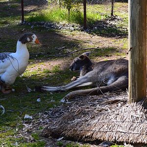 Toulouse Goose and Red Roo - Humbug Scrub
