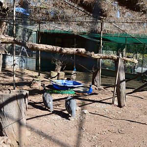 Mixed Aviary - Humbug Scrub