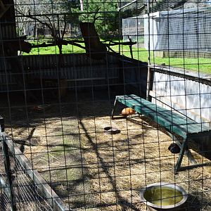 Guinea Pigs - Humbug Scrub