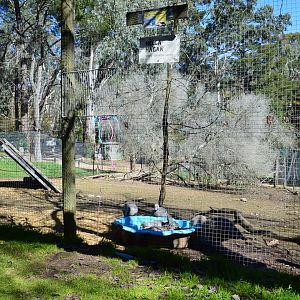 More Cape Barren Geese - Humbug Scrub