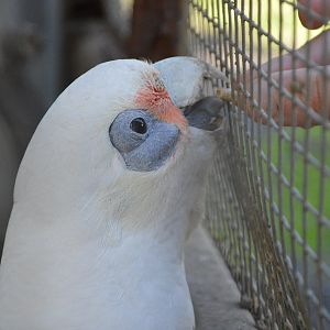 Corella - Humbug Scrub