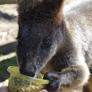 Swamp Wallaby - Humbug Scrub