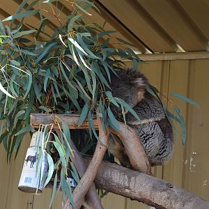 Koala - Humbug Scrub