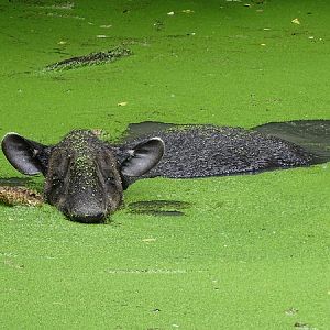 Baird's Tapir