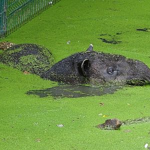 Baird's Tapir