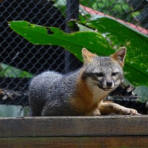 Grey Fox