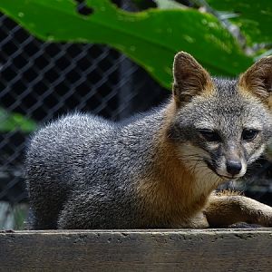 Grey Fox