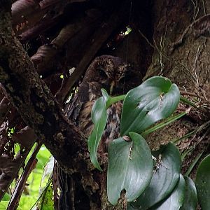 Mottled Owl