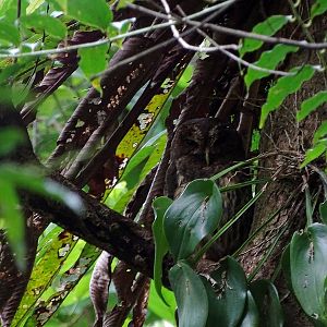 Mottled Owl