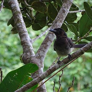 Brown Jay