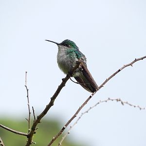 Coppery-headed emerald (female)