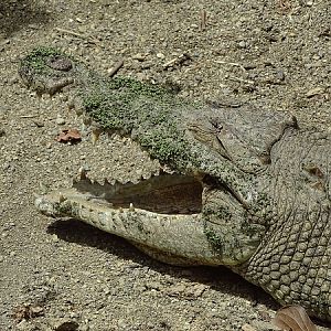 American crocodile