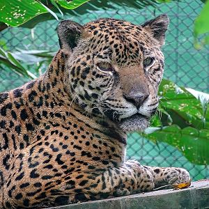 Jaguar