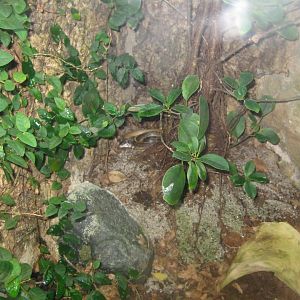 Rostock Zoo - Darwineum - Two-headed snake exhibit