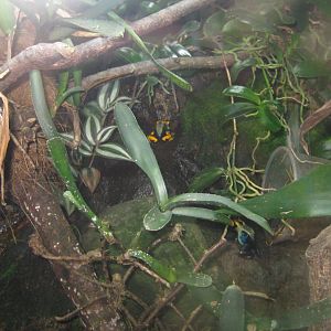 Rostock Zoo - Darwineum - Poison frog exhibit #2