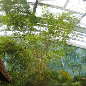 Rostock Zoo - Darwineum - General view of the tropical hall