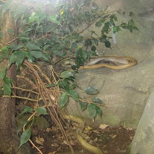 Rostock Zoo - Darwineum - Rat snake exhibit