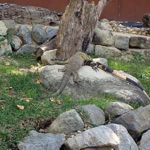 Lace Monitor (Varanus varius)