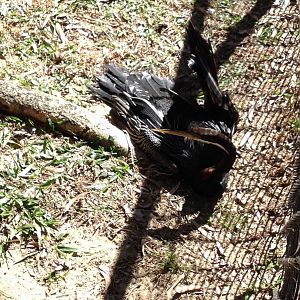 Australasian Darter (Anhinga novaehollandiae)
