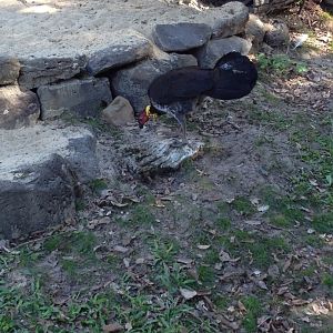 Australian Brushturkey (Alectura lathami) - wild