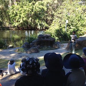 Fleay's in Flight show with White-bellied Sea Eagle (Haliaeetus leucogaster)