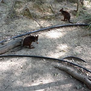 Red-legged Pademelon (Thylogale stigmatica)