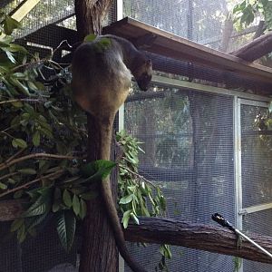 Lumholtz's Tree-kangaroo (Dendrolagus lumholtzi)