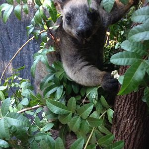 Lumholtz's Tree-kangaroo (Dendrolagus lumholtzi)