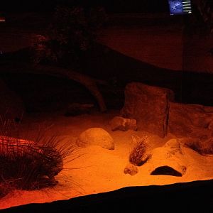 Greater Bilby enclosure