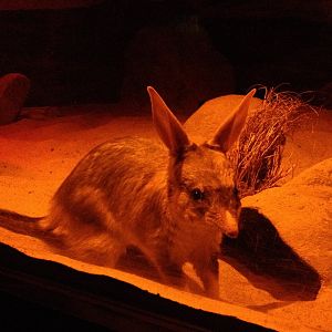 Greater Bilby (Macrotis lagotis)