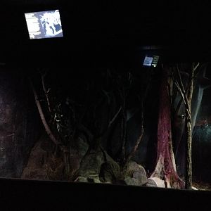 Squirrel Glider enclosure