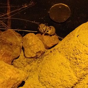 Fat-tailed Dunnart (Sminthopsis crassicaudata)