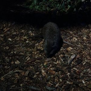 Long-nosed Potoroo (Potorous tridactylus)