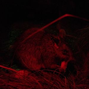 Black-footed Tree-rat (Mesembriomys gouldii)