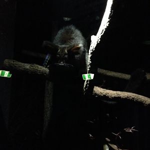 Greater Glider (Petauroides volans)