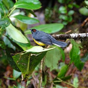 Slate-throated redstart