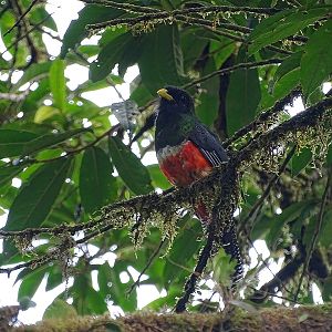 Collared (Orange-bellied) trogon, male