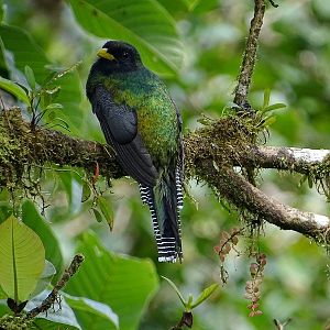 Collared (Orange-bellied) trogon, male