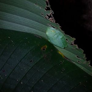 Fleischmann's Glass Frog