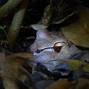 Chicken Eater Frog (Leptodactylus savageii)