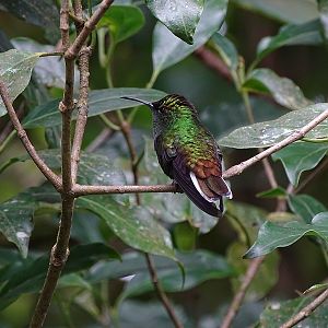 Coppery-headed emerald, male