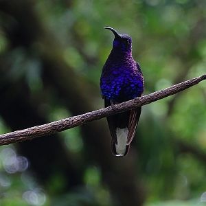 Violet Sabrewing, male