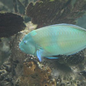 Parrotfish ID